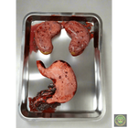 Large Kidneys and Stomach Autopsy Tray Prop Realistic Props Drop Dead Design Studios