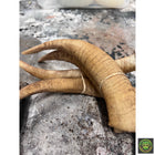 Foam Horns Realistic Props Drop Dead Design Studios