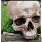 Foam Half Skull w/o Bottom Jaw Realistic Props Drop Dead Design Studios 
