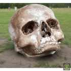 Foam Half Skull w/o Bottom Jaw Realistic Props Drop Dead Design Studios 