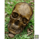Foam Full Head Skull Realistic Props Drop Dead Design Studios 