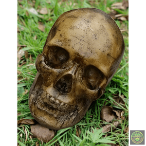 Foam Full Head Skull Realistic Props Drop Dead Design Studios 
