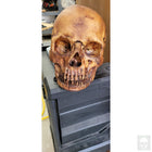 Foam Full Head Skull
