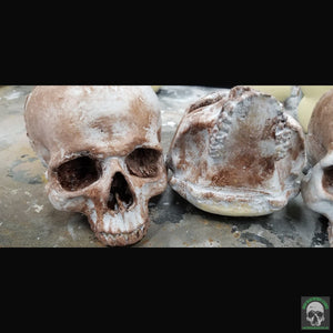 Foam Half Skull w/o Bottom Jaw