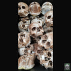 Foam Half Skull w/o Bottom Jaw